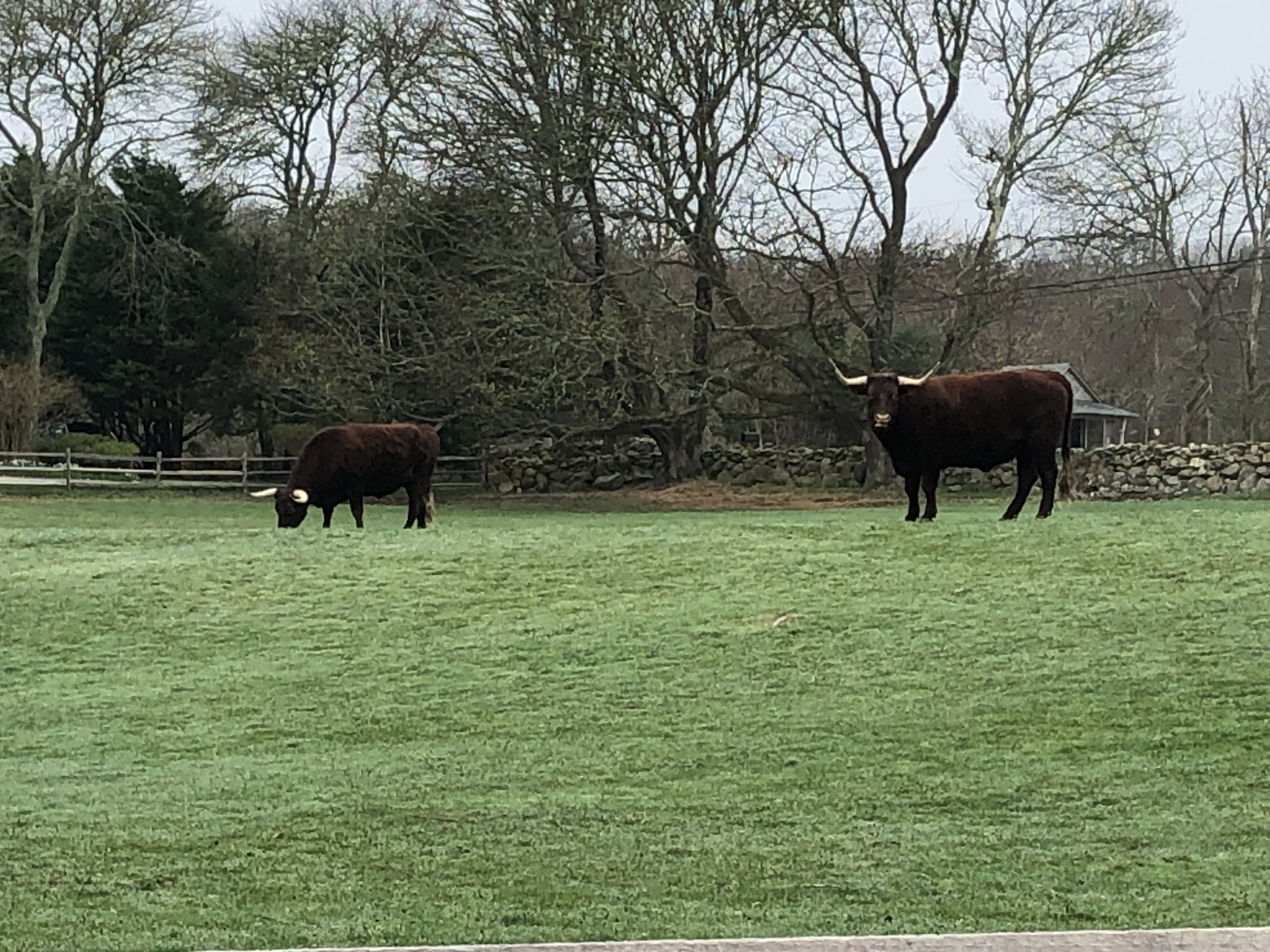 kraken cow